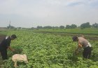 Bhabinkamtibmas-Gampingrowo-Dampingi-Petani-Terong,-Cari-Solusi-Percepat-Panen-di-Lahan-Ketahanan-Pangan