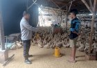 Polsek-Porong-Dorong-Ketahanan-Pangan-Polresta-Sidoarjo,-Kunjungi-Peternakan-Bebek-di-Pesawahan