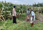 Polsek-Balongbendo-Tinjau-Kesiapan-Panen-Jagung,-Dukung-Ketahanan-Pangan