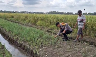 Polsek-Taman-Tinjau-Program-Ketahanan-Pangan-Bawang-Merah-di-Desa-Pertapan-Maduretno