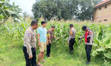 POLRESTA-SIDOARJO-|-Polsek-Balongbendo-Optimalkan-Peran-Bhabinkamtibmas-Sosialisasikan-Ketahanan-Pangan-Tanaman-Jagung