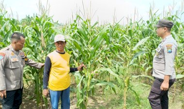 Cek-Ketahanan-Pangan,-Polsek-Balongbendo-Tinjau-Perkembangan-Tanaman-Jagung-dan-Cabai
