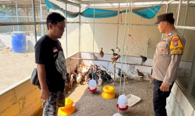 Polsek-Krembung-Tinjau-Peternakan-Ayam-Kampung-Dukung-Ketahanan-Pangan
