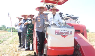 Kabupaten-Sidoarjo-Dukung-Swasembada-Pangan,-Panen-Raya-Jagung-Kuartal-III-di-Balongbendo