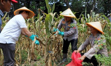 Dukung-Swasembada-Pangan-Nasional-Polresta-Malang-Kota-Targetkan-Lahan-26,35-Hektar-untuk-Kuartal-IV