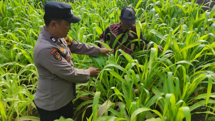 Bhabinkamtibmas Desa Tanjungsari Sambang Desa Dukung Ketahanan Pangan Lewat Pertanian Jagung