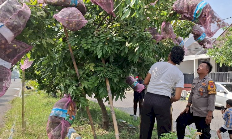 Polisi Ajari Warga Desa Randegan Tanggulangin Perawatan Tanaman Kelengkeng untuk Hasil Lebih Lebat