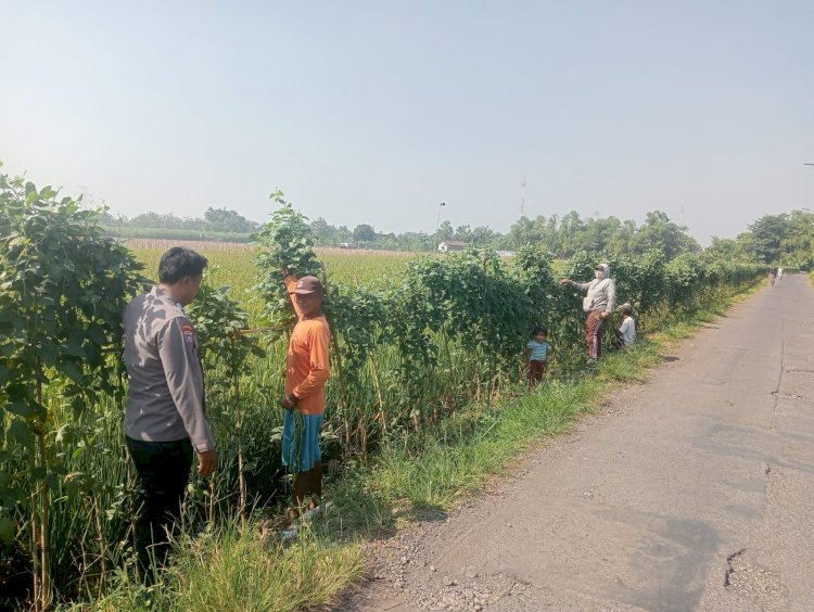 Polsek Krembung Dukung Ketahanan Pangan Polresta Sidoarjo Lewat Panen Kacang Panjang di Kedungrawan