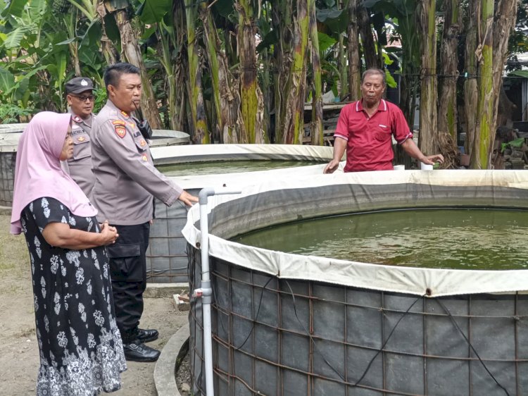 Kapolsek Porong Tunjukkan Kepedulian terhadap Ketahanan Pangan, Tinjau Budidaya Lele di Kebonagung