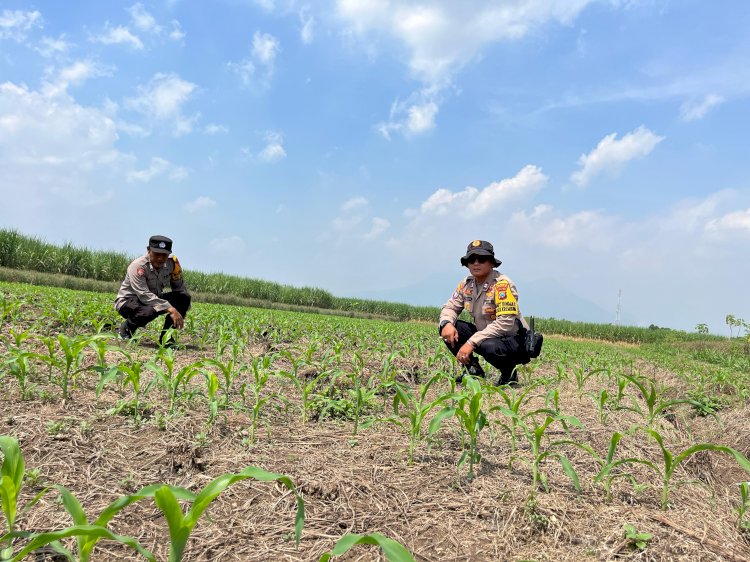 Polsek Krembung Siapkan Lahan Jagung di Desa Wonomlati untuk Percontohan Ketahanan Pangan