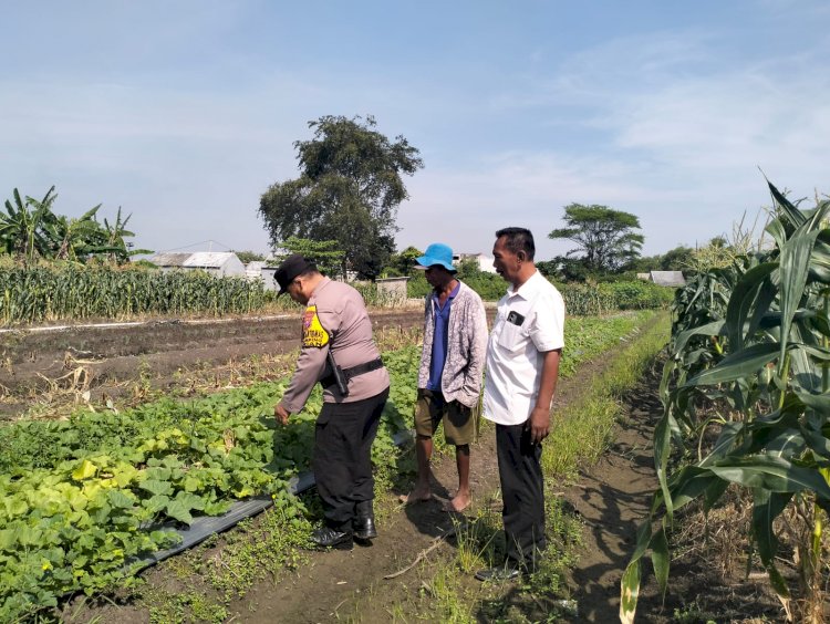 Bhabinkamtibmas Desa Gamping Turun ke Lahan, Cek Tanaman Garbis Ketahanan Pangan