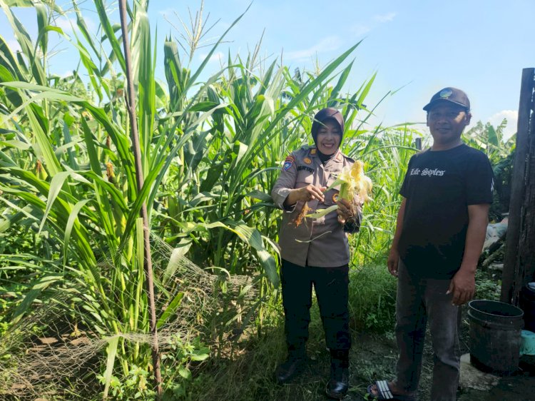 Polsek Gedangan Tinjau Lahan Jagung untuk Dukung Ketahanan Pangan Polresta Sidoarjo