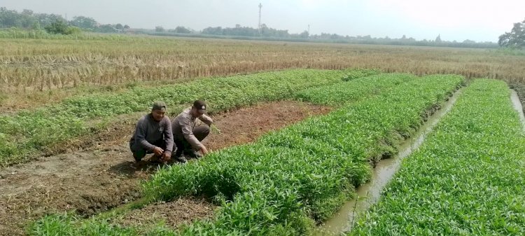 Polisi Cinta Petani Tinjau Lahan Kangkung di Tarik Sidoarjo