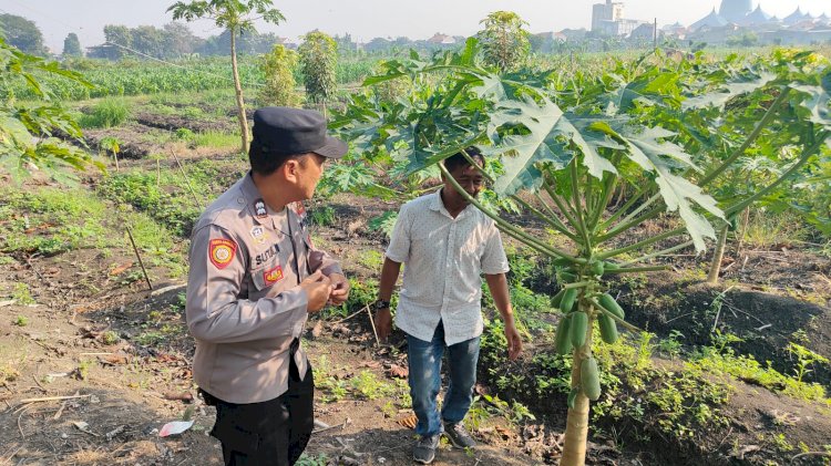 Desa Tanjungsari Perkuat Ketahanan Pangan dengan Program Penanaman Pepaya Bersama Bhabinkamtibmas