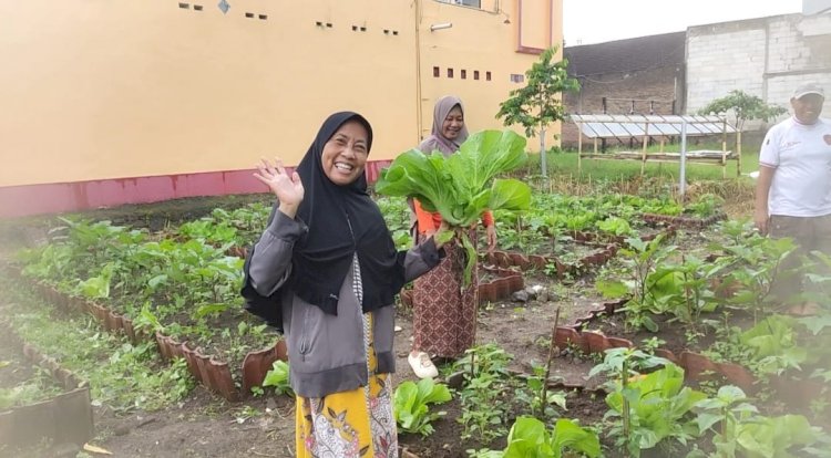 Pekarangan Bergizi Binaan Pak Bhabin Jadi Wisata Pasar Tangguh: Sensasi Petik Sawi di KTS Karangrejo Jember